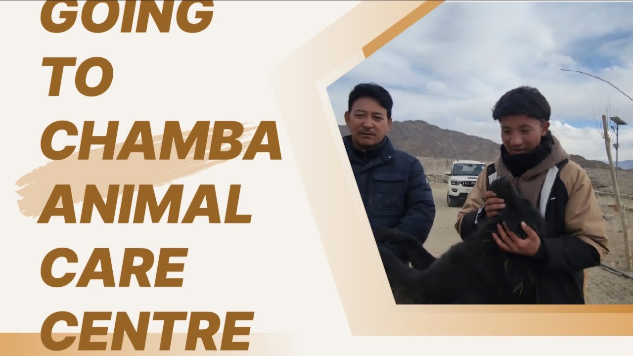 TODAY I'M GOING TO (CHAMBA ANIMAL CARE CENTRE THIKSAY) LEH LADAKH 