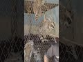 حيوان راكون بياكل كاچو