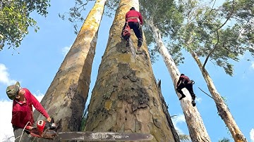 Cưa cây bạch đàn với hai cây dầu . Cưa cây kỷ thuật cao 