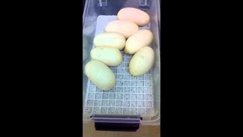 2011 Ball python Clutch #1