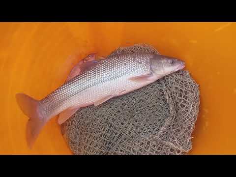 თევზაობა მტკვრის სანაპიროზე 2020