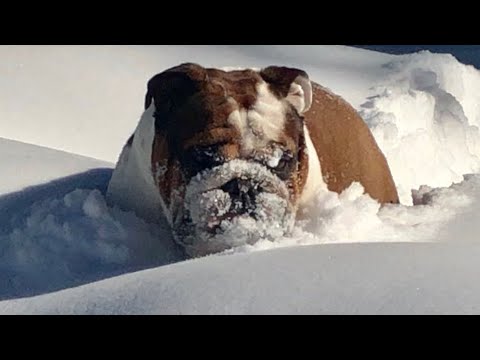 bulldog bluetooth speaker bim English Bulldog on a Sunny day : ในวันที่แดดออก ก็ออกมาเล่น