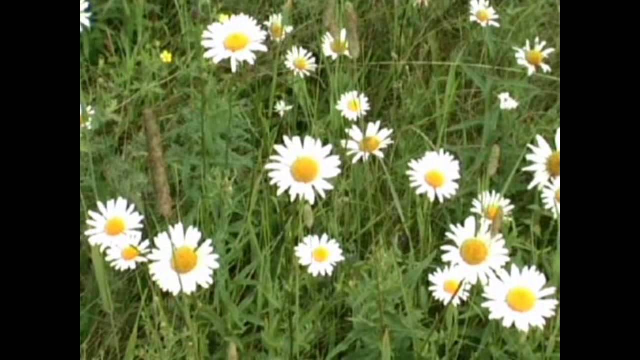 Ромашки на гранту фото