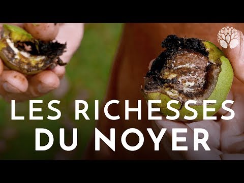 Vidéo: Le Noyer Noir Est Une Plante Utile D'Amérique Du Nord