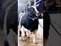 1200 kg Holstein Friesian bull from Brownie's Ranch