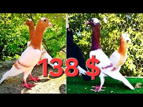 جوز منافيخ قلم مشامشة نخب اول ترند اجمل مستويات طيور الحمام