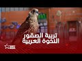 مباشرة من الدوحة أسرار تربية الصقور العربية مباشرة من الدوحة أسرار تربية الصقور العربية