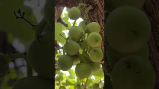 Village Healthy Food Lasoda #healtyfood #lasoda #villagecooking #food #shorts