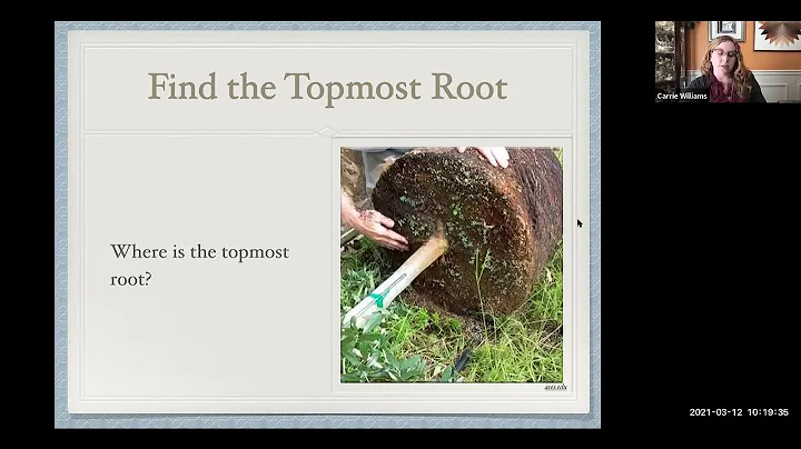 Plant and Tree Installation