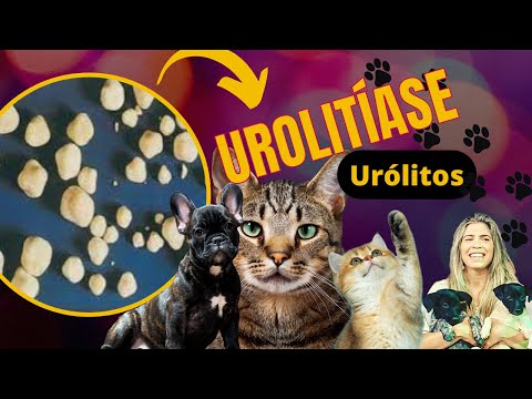 Vídeo: O que é urolitíase em cães?