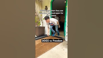 When Your DOG Finds FREEDOM 😭💀#TheManniiShow.com/series