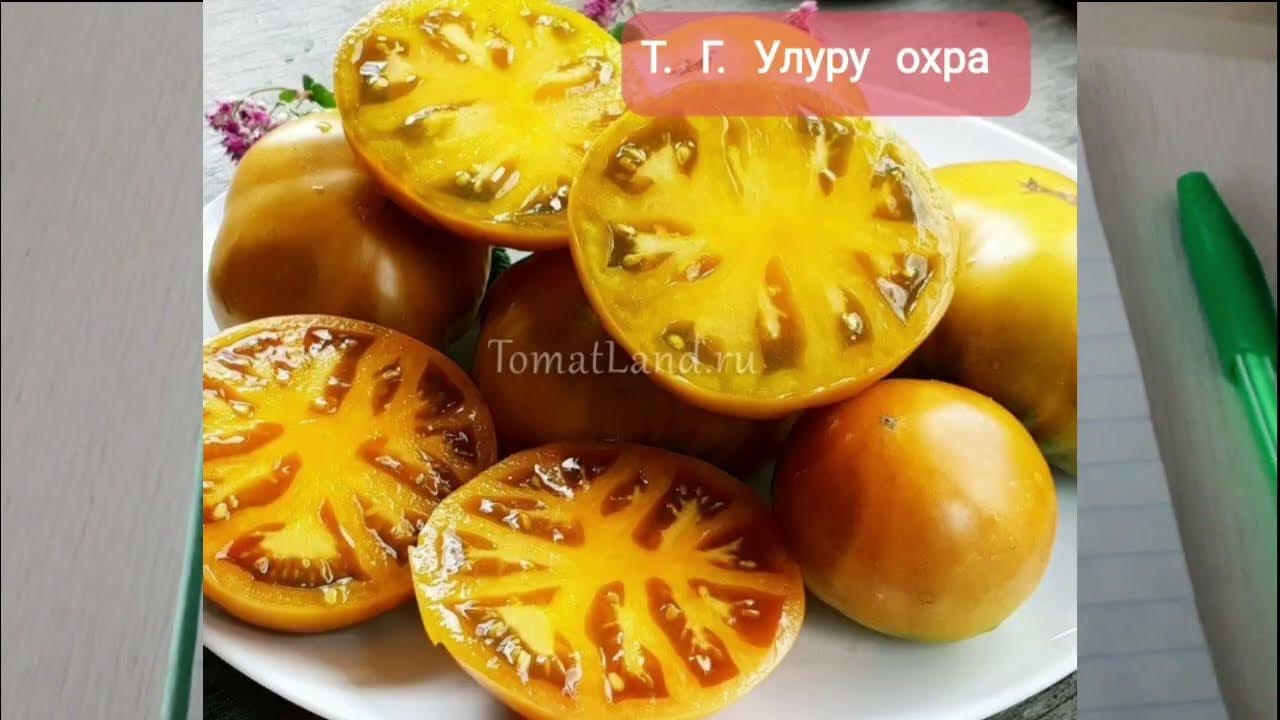 томат улуру охра. томат гном uluru ochre. томат гном улура охра характеристика и описание. томат гном улуру охра фото. помидоры гном улуру охра.