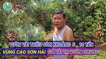 THĂM QUAN VƯỜN VẢI THIỀU SAI NHẤT NHÌ SƠN HẢI, GIÁ BÁN TẠI VƯỜN 80K/1KG