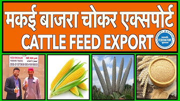 Cattle Feed Market Dubai. How to export cattle feed to UAE?