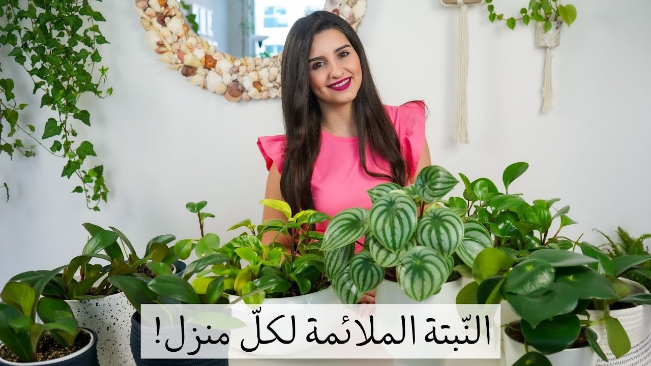 Peperomia - أنواع الببروميا وكيفيّة العناية بها