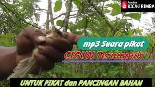 Suara Pikat CIGUN Terampuh