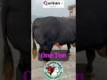 sapi rawatan 1 Ton