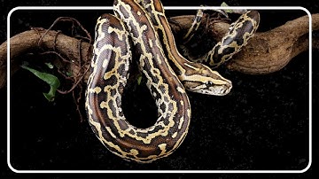 Burmese Python: The Dangerous Snakes Invading Florida