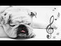 [Sólo escuchar durante 5 segundos] Para que tu Perro Duerma Profundo *Musica para Perros* ♥ ♫