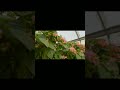 summer plants#ytshort #catchlifewithrakhee 🤗