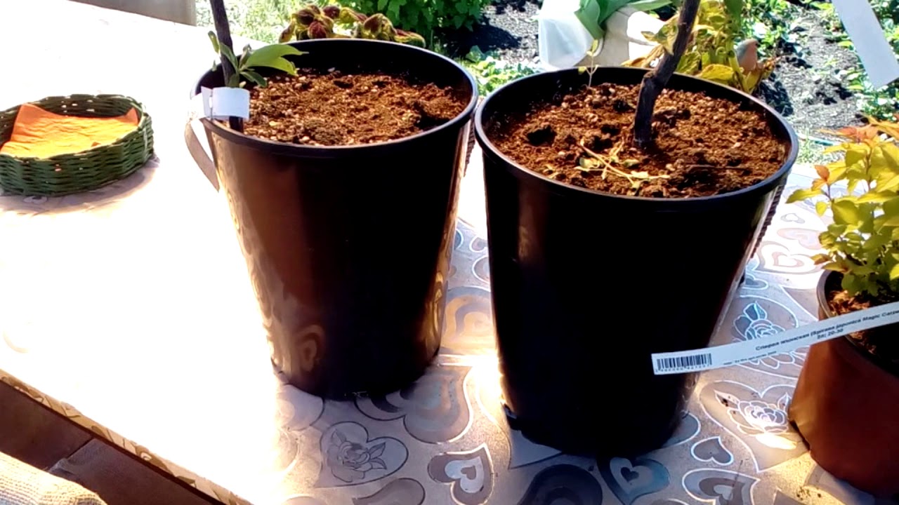 Виктория. Садовая фирма.Обзор покупок. - YouTube