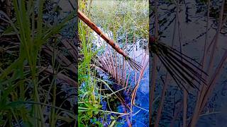 Teta fishing time part-621 #fishing #Amazing #reelsfb #video #fish