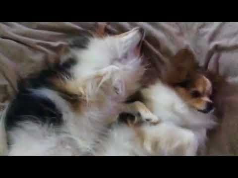 Video: Cavapom