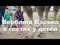 Верблюд Вася и лама в гостях у детей / ЖК Университетский / Екатеринбург