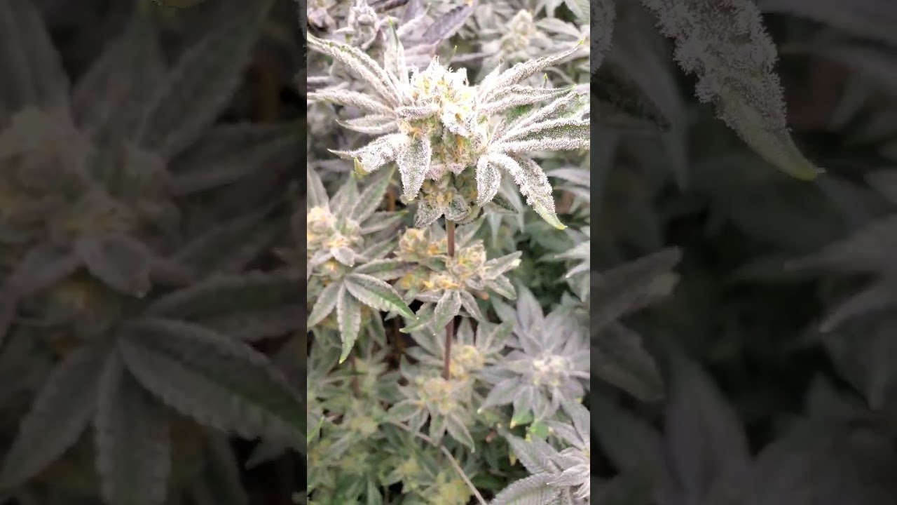 Devil Driver x Zero Gravity    Clearwater & Tiki MadMan Grown by the_frost_farmer on IG and Twitter