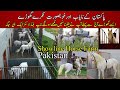 The most beautiful white nukra horses of pakistan  top blood lines at pakistan horse farm horses