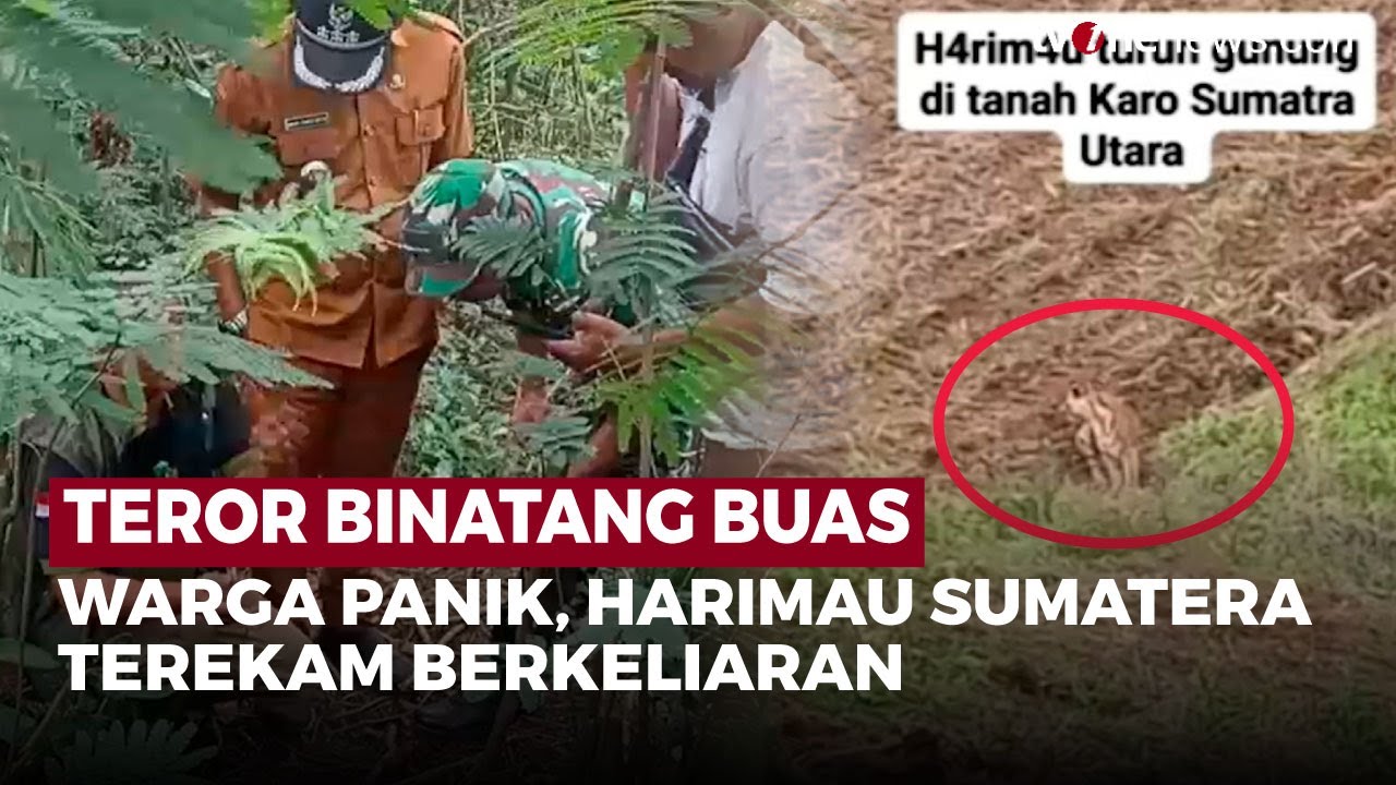 Panik! Harimau Sumatera Bikin Geger Warga, Petugas Lakukan Penelitian Jejak | OneNews Update