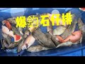 [山哥釣魚]爆釣石仔排~青班.芝麻.火曹.紅瓜子.紅魚