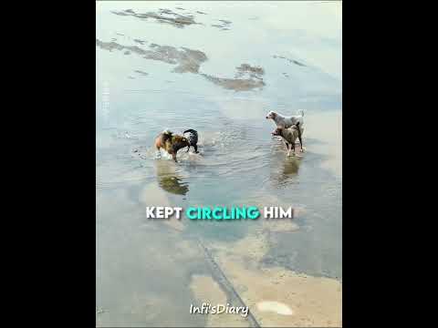 At First He Thought They Were Playing…💔😨 #shorts