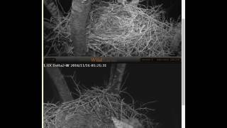 MA SCARES OWLS AWAY 11/16/2016 5:56:16 AM