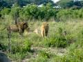 Lion Defends His Kill, Somalisa Camp, Hwange National Park, Zimbabwe