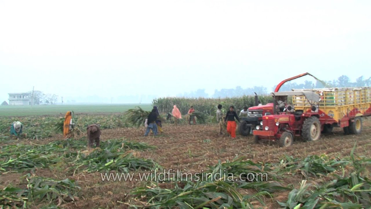 Forage harvester used to make silage for livestock