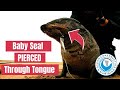 Baby Seal RELAXES After Rescued From Hook