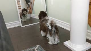 Coco 6.75 months old havanese puppy barking at himself