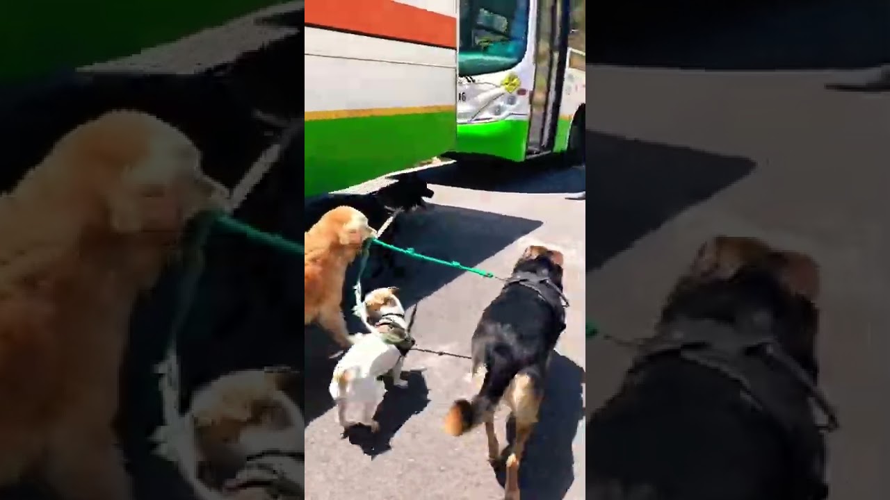 Effective Dog training Cape Town southern suburbs