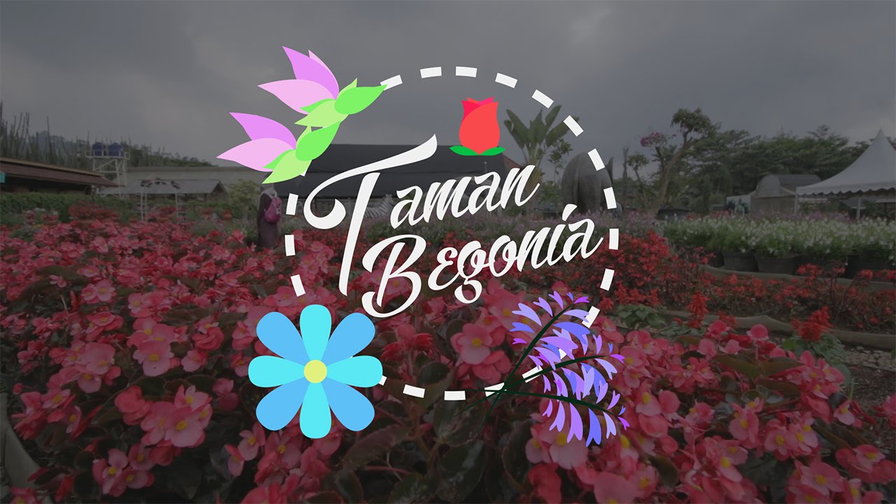 Taman Begonia Lembang Wisata Bandung