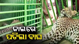 Man-eater tiger tranquilized by Odisha forest officials in Baripada || Kalinga TV