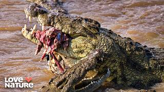 African Wild Dogs Enter Crocodile Infested Waters | Wild Dogs  Running With The Pack 102