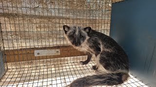 Rescued 9 Arctic foxes from a Fur Farm