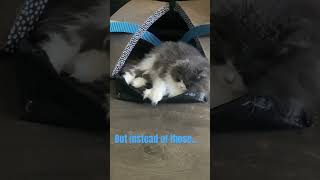 Floofy Persian cat chilling out  #cat #catlover #cutecat