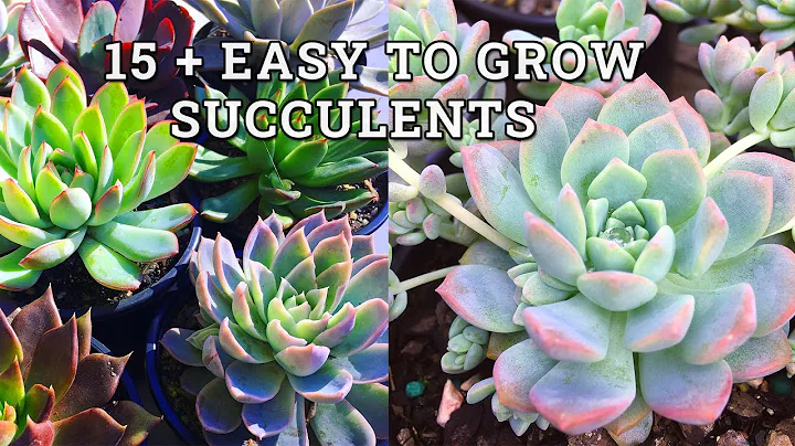 15 + Easy To Grow Succulent Plants (With Names) - DayDayNews