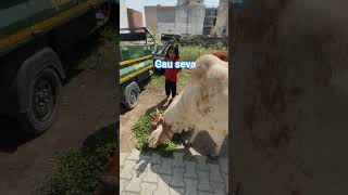 #song #bollywood #coversong #bollywoodsongs #hindisong #cow #gircowgujaratbhavngar #animalsong