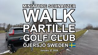 MINIATURE SCHNAUZER WALK PARTILLE GOLF CLUB (4K)
