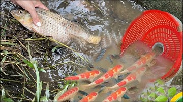 Bắt cá trê dưới hố mương , săn cá koi beta ,sinh vật dưới nước, cá chim , cá trắm , cá trôi