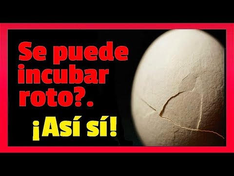 Vídeo: És Possible Que Un Nadó De 9 Mesos Faci Una Truita Amb Ous De Gallina