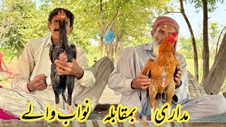 Nawab waly and Madari aseel story